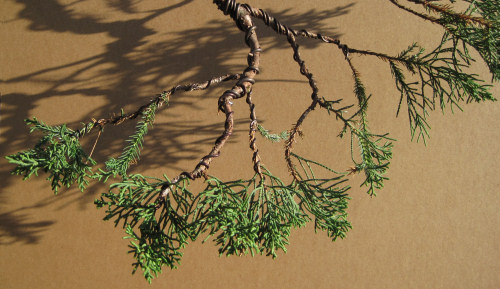 laying out juniper bonsai 